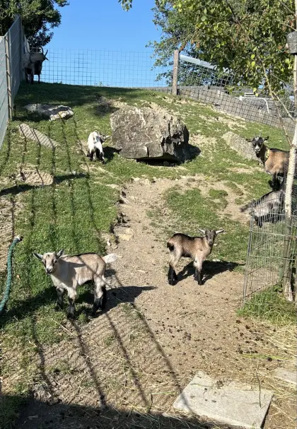 Zwergziegenbock, Kitze und kleine Böcke abzugeben