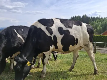 Verkaufe Holstein-Kalbin