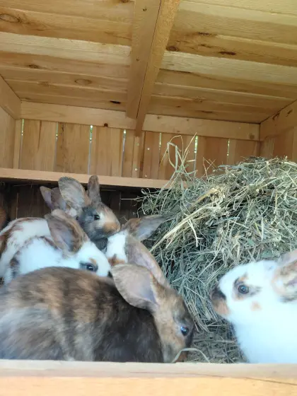 Jungkaninchen