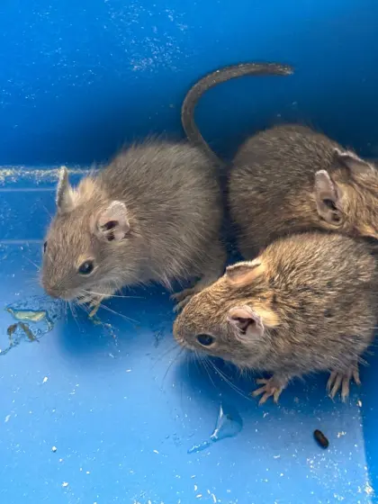 Degu