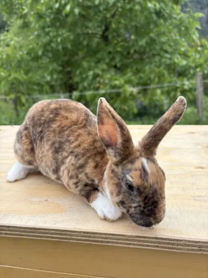 Mini Rex Hasen Männchen