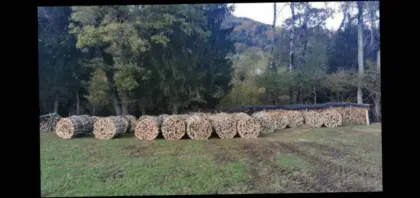 Brennholz
