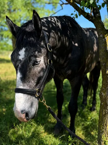 Lipizzaner x KWPN Jährling mit blauen Augen