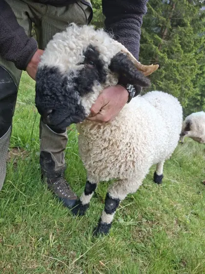 Verkaufe Walliser Schwarznasen