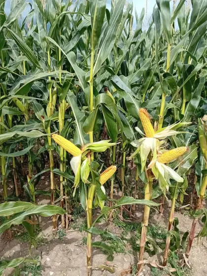 Silomais