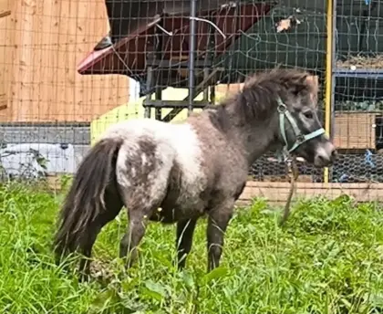 Schmusepony zum Verlieben