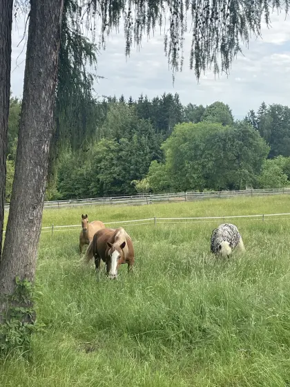 Ganzjähriger Beistellplatz sowie Sommerweide