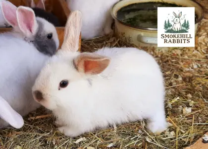 Zwergkaninchen