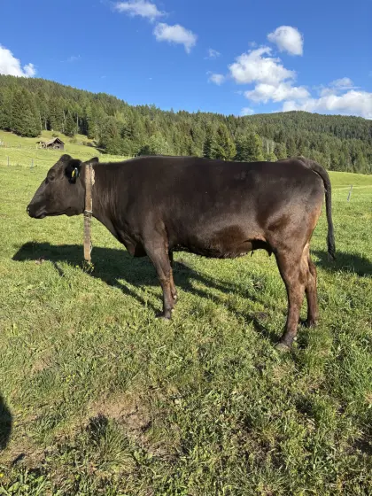Wagyu-Kuh