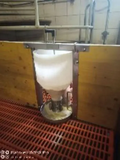 Futterautomat für Saugferkel