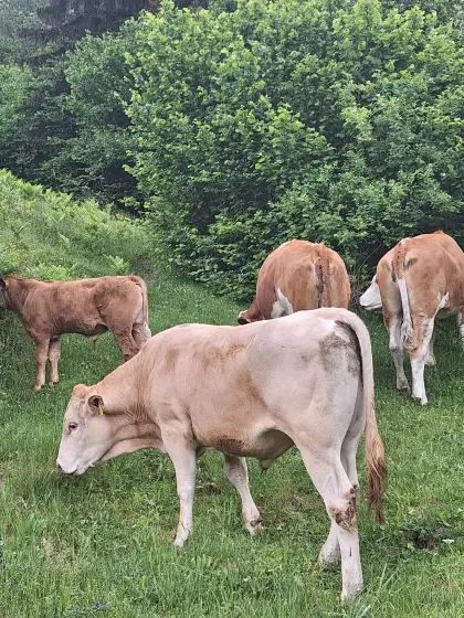 Bio Blonde d'Aquitain Jungstier