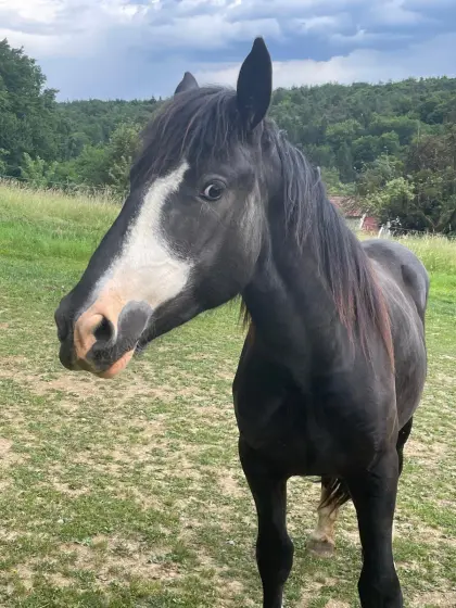 Noriker Jungstute