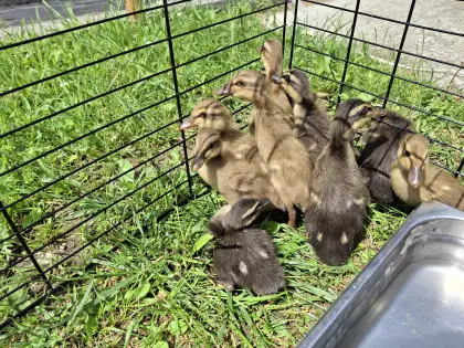 Wunderschöne Entenküken