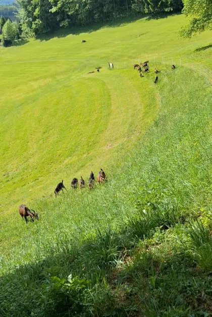 Pinzgauer Ziegen