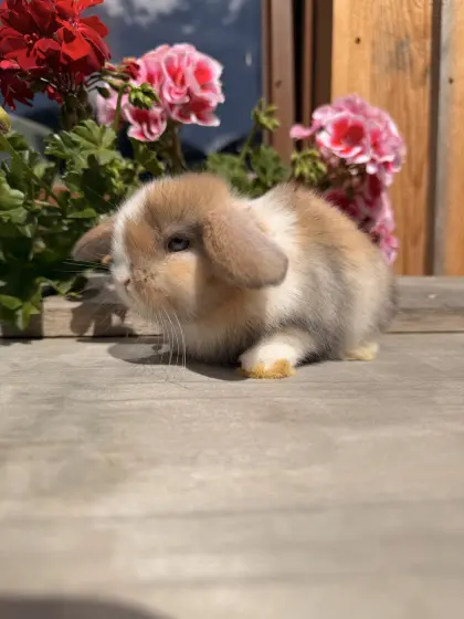 Minilop-Kaninchen
