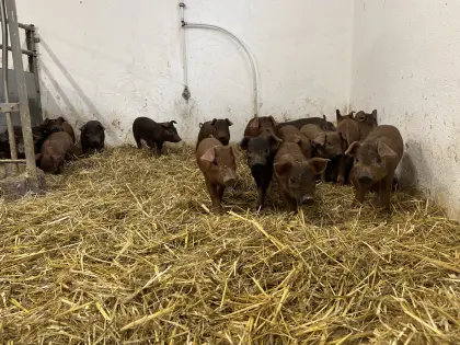 Duroc-Ferkel