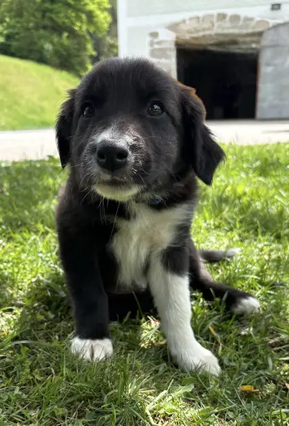 Border Collie Welpen