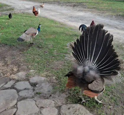 Pfau