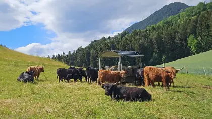 Hochlandrind-Ochse Ferdinand