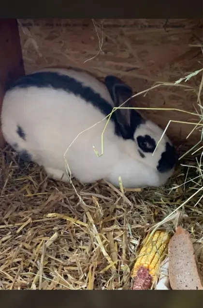 Hase