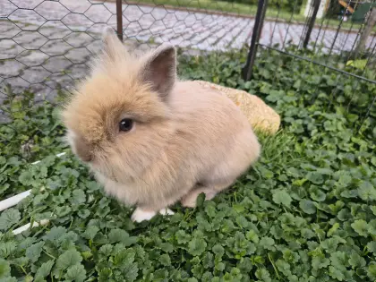 Kaninchen Löwenköpfchen kastriert