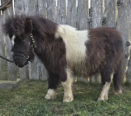 Campino, Mini-Shetlandpony Hengst