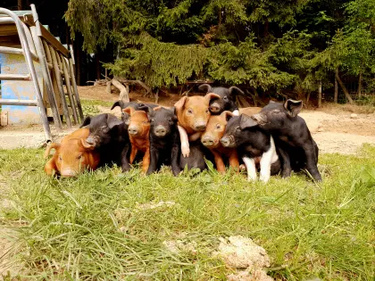 Bio-Ferkel zu verkaufen