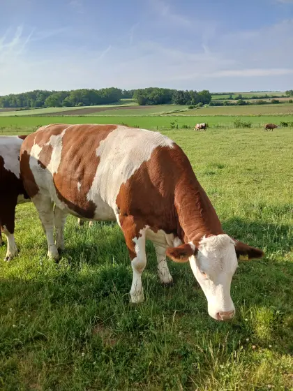Verkaufe trächtige Bio-Fleckviehkalbinnen