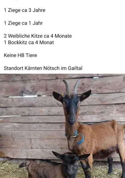 Ziegen