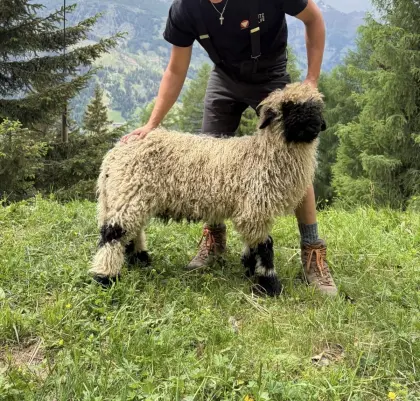 Schwarznasenschaf-Widder