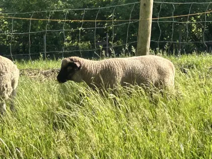 Shropshire-Jungschafe