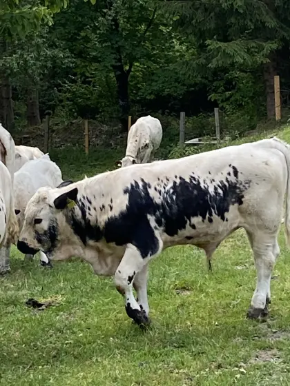 Pustertaler Stier