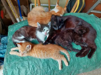Babykatzen abzugeben