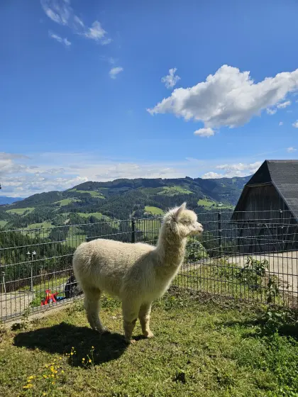 Alpakahengst