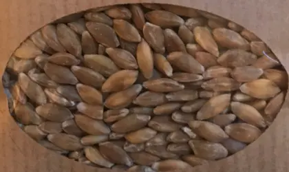 Bio Einkorn, Luzernesamen, Johannisroggen