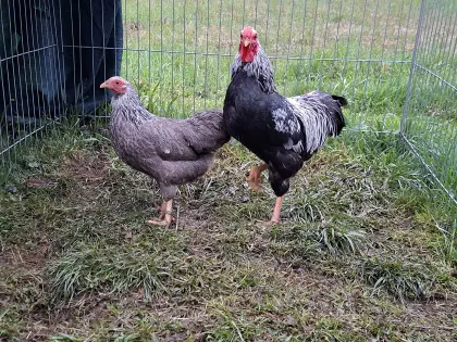 Laufenten-Küken, Zwerg-Hühner Vorwerk, Chabo