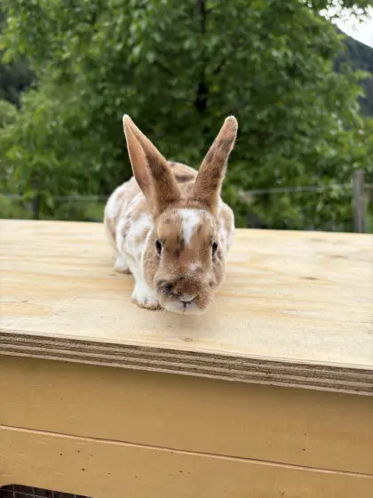 Mini Rex Hasen, Männchen