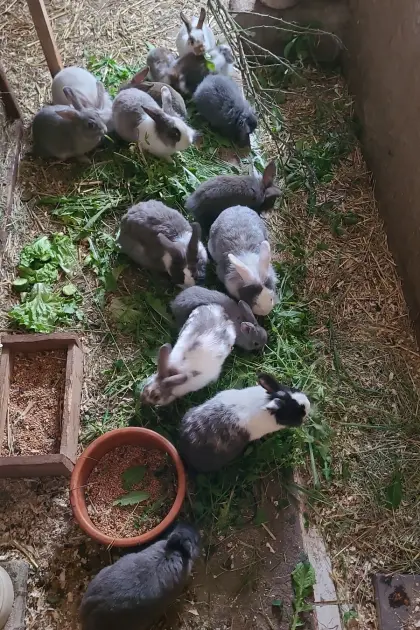 Kaninchen
