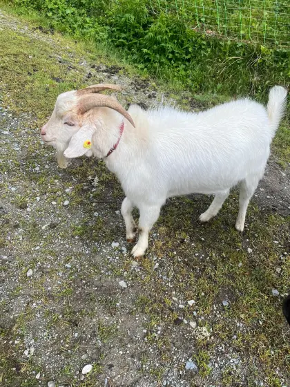 Zwergziegenbock