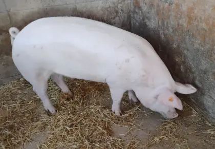Mastschweine