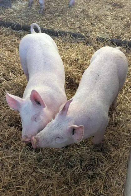 Ferkel