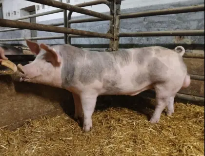 Jungeber Pietrain Landrasse