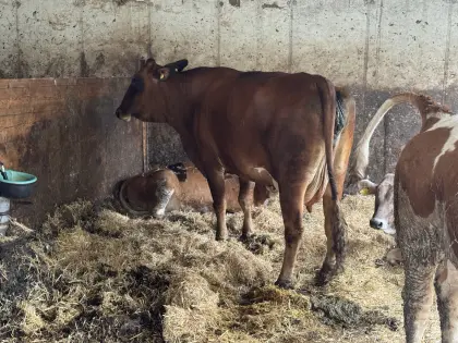 Brahman Mutterkuh