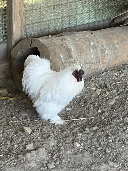 Zwerghahn