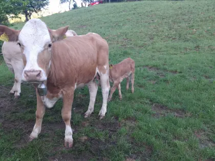 Kuh mit Kalb Bio