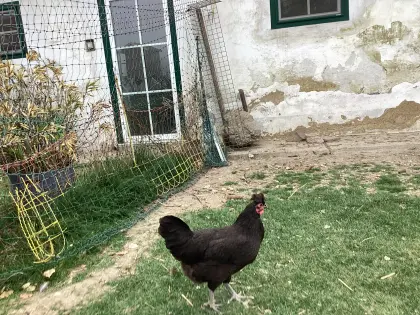 Aktion bis „12“ Juni auf alle Bruteier und Tiere