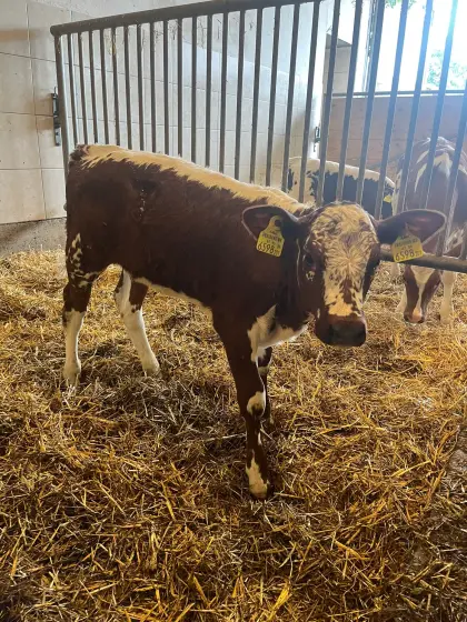 Sprinzen Kalb (w), nicht reinrassig