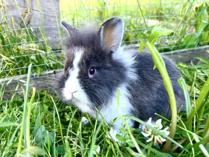 Zwergkaninchen Löwenkopf