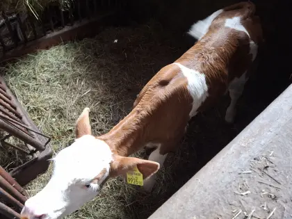 1 Bio-Stierkalb Fleckvieh