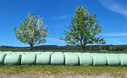 Maisballen